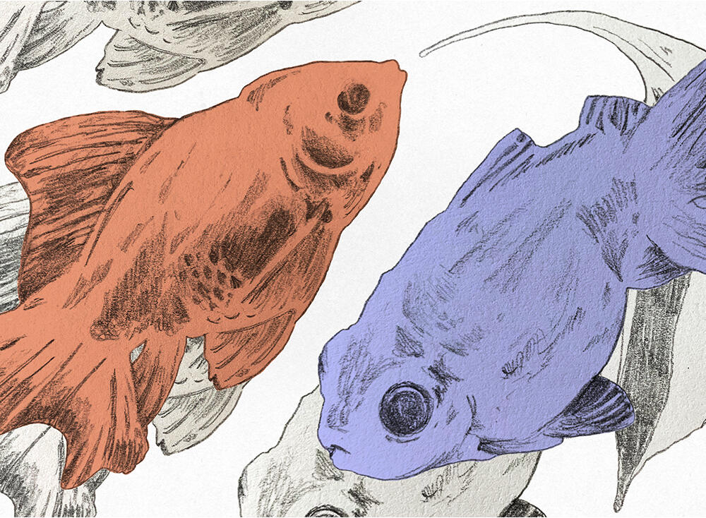 Fish Have Feelings (2023) Illustration 